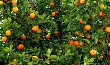 Rüyada portakal görmek ne anlama gelir? Rüyada portakal ağacı, bahçesi görmek nasıl yorumlanır?
