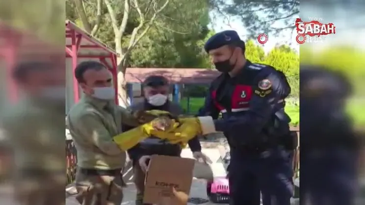 Yaralı yavru şahin emin ellerde | Video