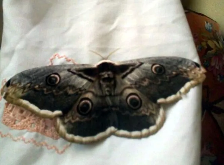 Osmaniye’de görülen 16 santimetrelik tavus kelebeği, şaşkına çevirdi