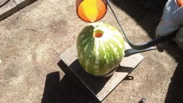 Karpuzu kesince şaşıp kaldırlar!