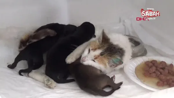 Yavru köpeklere, yavrularını kaybeden kedi sütanne oldu | Video