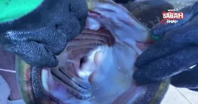 Bursa İznik Gölü’nde yakalanan 2 metrelik dev balık görenleri şaşkına çevirdi | Video