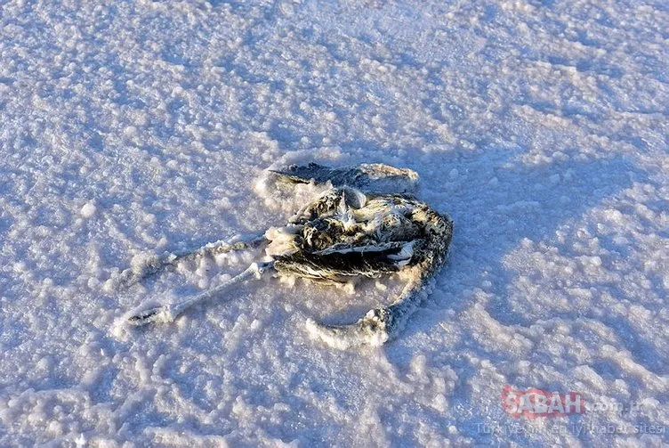 Son dakika: Tuz Gölü’nde yavru flamingo ölümleri