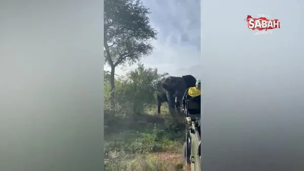 Safari'de korku dolu anlar! 6 tonluk fil insanların üzerine saldırdı | Video
