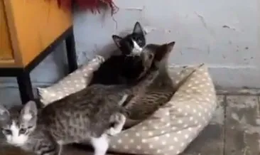 Kamu binası sözde hayvanseverlerin gelir kapısı oldu #ankara