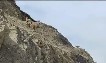 Çukurca’da dağ keçileri sürü halinde görüldü