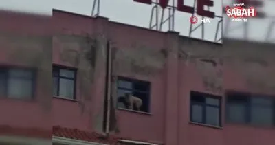 Binanın 9’uncu katındaki köpeğe seslenen vatandaş: “Ne derdin var intihar etme” | Video