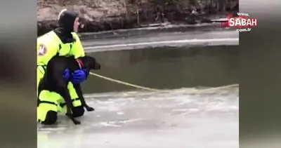 ABD’de buz tutan nehirde mahsur kalan köpeğin kurtarılma anı kamerada | Video