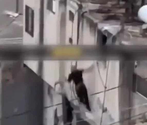 İsrail askerlerinin alçak görüntüleri! Katlettikleri Filistinlilerin naaşlarına işkence: Tekmeleyerek çatıdan attılar!