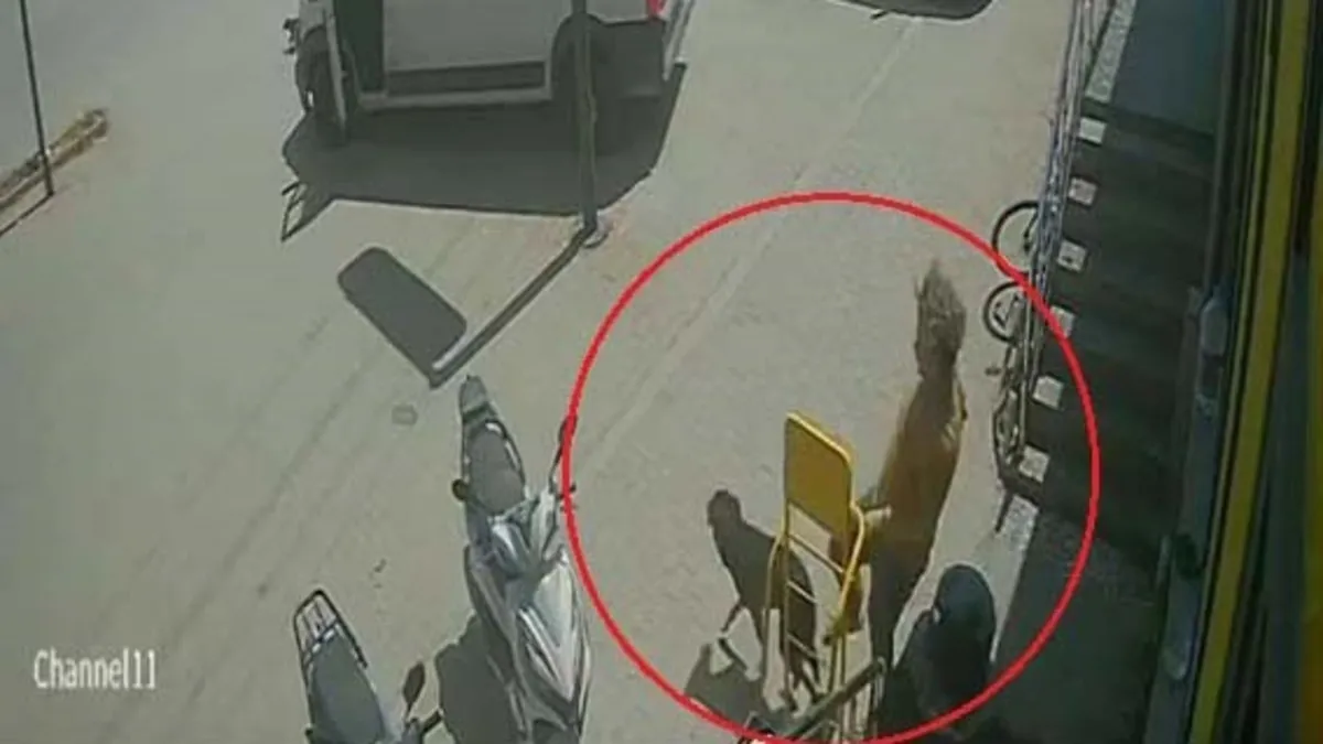 Antalya’da tepki çeken görüntüler: Kedinin üzerine bastı, köpeği tekmeledi! Antalya’da tepki çeken görüntüler: Kedinin üzerine bastı, köpeği tekmeledi!