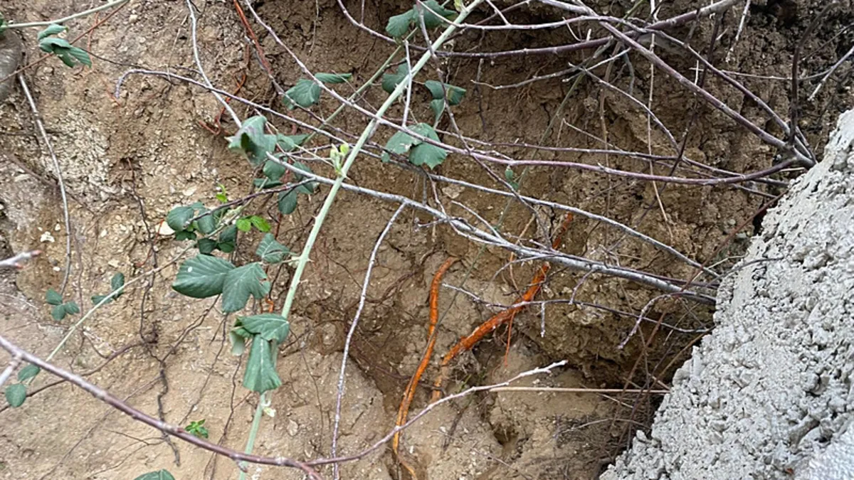 Site bahçesinde esrarengiz olay: Fidan dikimi sırasında insan kemikleri bulundu! Site bahçesinde esrarengiz olay: Fidan dikimi sırasında insan kemikleri bulundu!