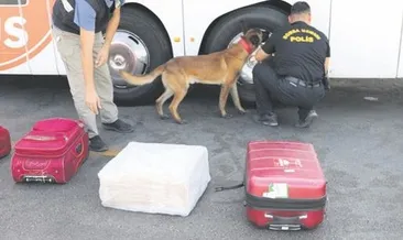 Dedektör köpekler iş başında