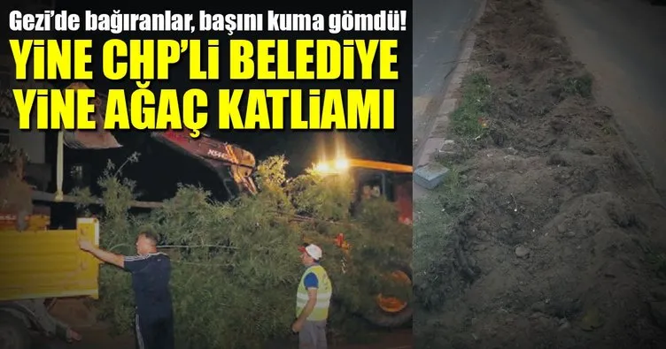 Yine CHP’li belediye yine ağaç katliamı