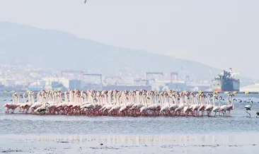 Körfez temizlendi flamingolar döndü