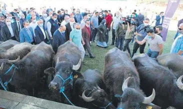 Ordu tarım ve hayvancılıkta iddialı