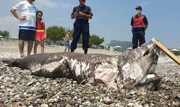 Sahile vuran köpek balığı ölüsüyle turistler fotoğraf çektirdi