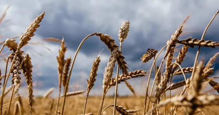 Bazı illerde TMO’nun buğday ve arpa alım primi desteğinden yararlanma süresi uzatıldı