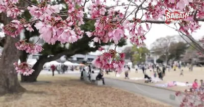 Japonya’da kiraz çiçekleri açtı, halk parklara akın etti | Video