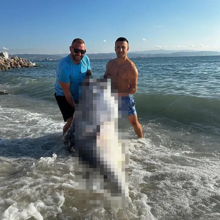 Dalgıçlar denizde zıpkınla avladı: Tam 320 kilo değeri ise…