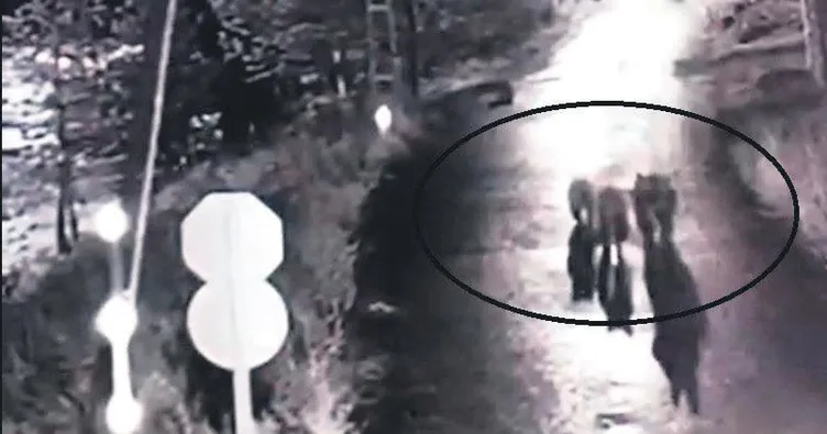 3 ayı köyde gezintiye çıktı