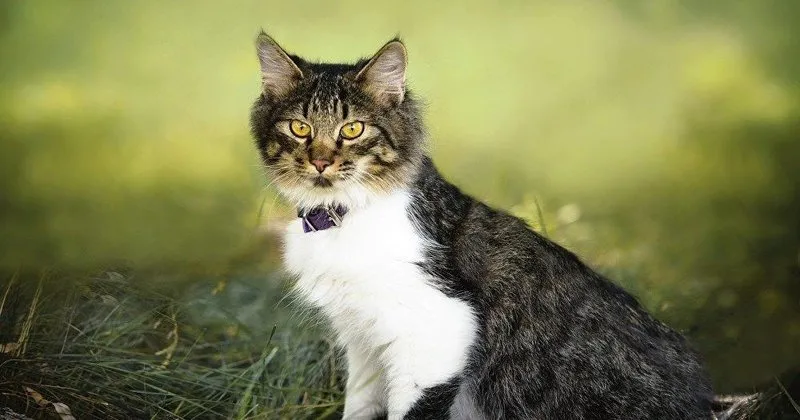 Milyoner Kedi Dunya Haberleri