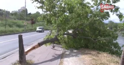 Küçükçekmece’de fırtına ağacı devirdi | Video