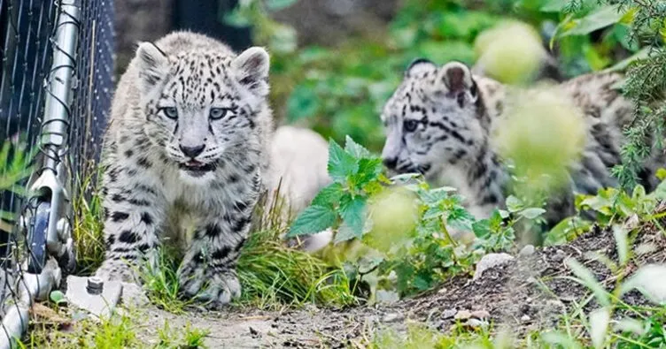 Kar leoparı yavrularının açık hava keyfi