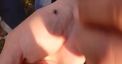 Bingöl'de kene alarmı! Isırmadan saniyeler kala fark etti #bingol