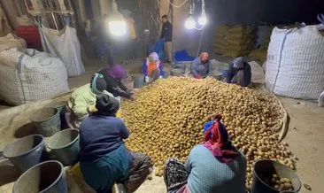 Yerli patates tohumları çiftçilerle buluştu