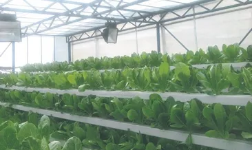 Türkiye dikey tarıma geçiyor