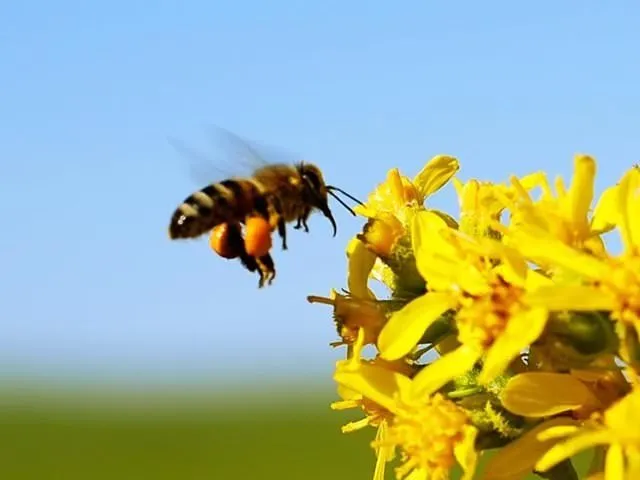 Türkiye için tehlikeli arıları yurda sokmaya çalışırken yakalandılar.