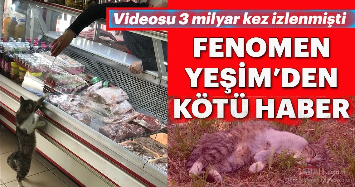 sosyal medya fenomeni kedi yesim den
