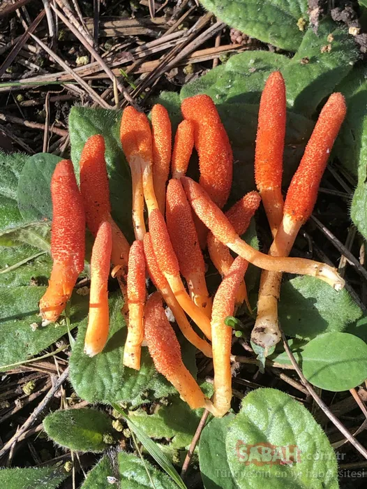Çin’de binlerce yıldır geleneksel tıpta kullanılıyordu! Zombi mantarı ilk kez İstanbul’da görüldü