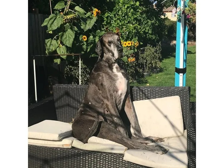 Dünyanın en uzun köpeği Freddy öldü! 8 yaşındaydı Son Dakika Haberler