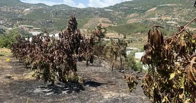 Alanya’da çıkan yangında 3 buçuk dönüm avokado bahçesi zarar gördü #antalya