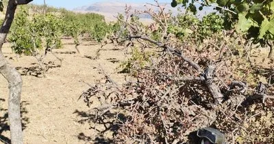 Siirt'te fıstık hırsızlarına karşı drone destekli denetim #siirt