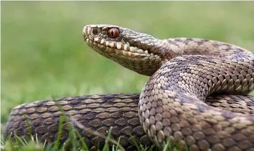 Rüyada yılan görmek! Rüyada görülen yılan ne anlama gelir?