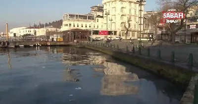 İstanbul Boğazı’nda denizde görenleri şaşkına çeviren istila kamerada... | Video