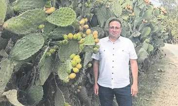 Tarsus dikenli incirde zirvede