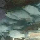 İlk renkli sualtı çekimleri yayımlandı.