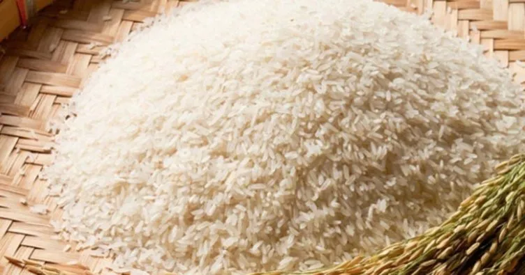 Derviş pirincinde hasat heyecanı