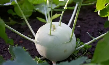 Kanserden koruyan süper besin!