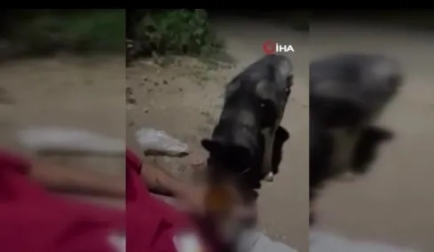 kopegine-alkol-icirip-kahkahalar-atti-nasil-da-iciyor-benden-alkolik-1756299915214.jpeg Köpeğine alkol içirip kahkahalar attı: Nasıl da içiyor, benden alkolik!