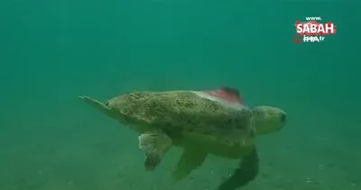 Uydu takip cihazı takılan deniz kaplumbağası 4 günde 18 mil yol aldı | Video