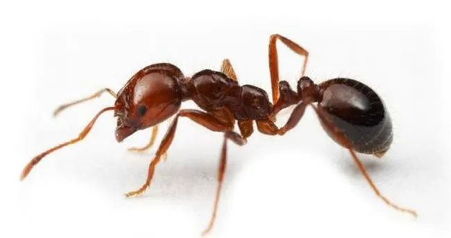 ruyada karinca gormek nedir nasil yorumlanir ruyada karinca surusu ve karinca yuvasi gormek ne anlama gelir neye isaret eder ruya tabirleri haberleri