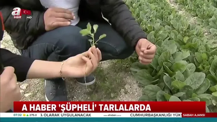 İstanbul'da ıspanaklar tezgahta kaldı