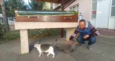 Yıllardır beslediği kedileri, tabutunun başından ayrılmadı
