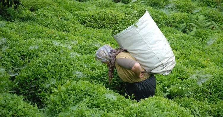 ÇAYKUR’dan son 20 yılın en yüksek yaş çay alımı