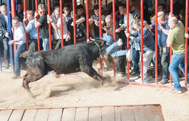 Boğa'nın gazabına uğradı