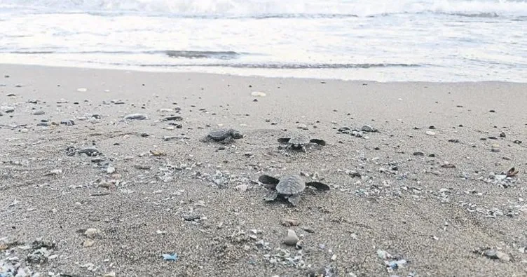 Kaplumbağalar denizle buluştu